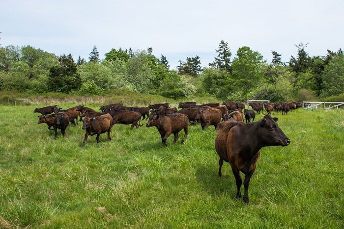Bò Kobe giá 18 triệu đồng/kg vẫn 'cháy' hàng ở Việt Nam được nuôi thế nào? - 2