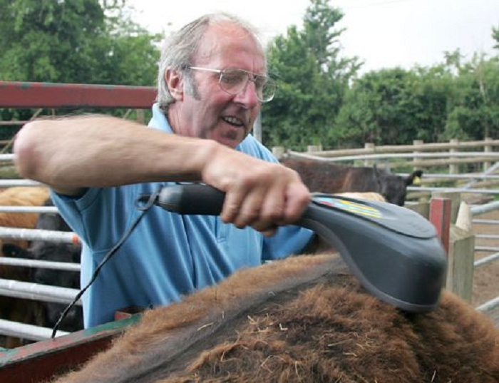 Bò Kobe giá 18 triệu đồng/kg vẫn 'cháy' hàng ở Việt Nam được nuôi thế nào? - 3