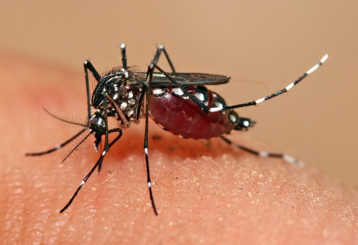 Virus Zika xuất hiện ở Đà Nẵng: Những biến chứng nguy hiểm - 1