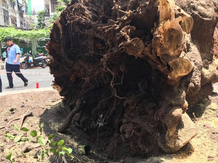 Lộ thân rỗng, rễ mục của cây phượng còn lại ở trường THCS Bạch Đằng - 1