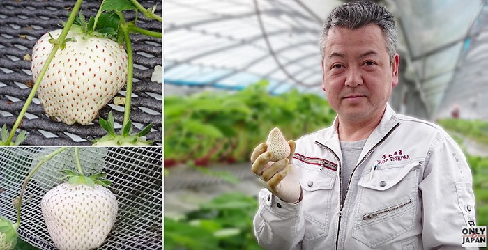 Dâu tây Bạch Tuyết giá 'chát' chưa lên kệ đã hết hàng - 2