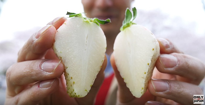 Dâu tây Bạch Tuyết giá 'chát' chưa lên kệ đã hết hàng - 1