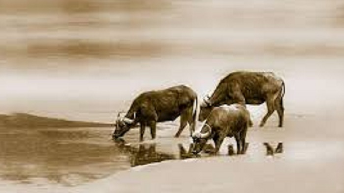 Tử vi 12 con giáp ngày 29/5: Tuổi Dậu gặp vận may nơi công sở - 1