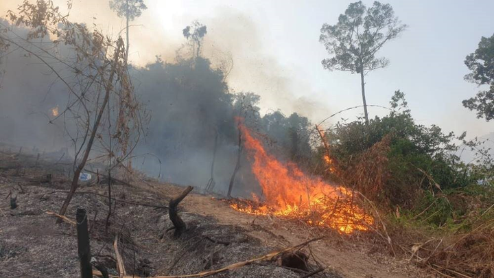 Truy tìm kẻ đốt phá 2 ha rừng tái sinh ở Thừa Thiên - Huế - 1