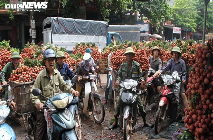 Hơn 300 thương nhân Trung Quốc được vào mua vải Lục Ngạn - 1