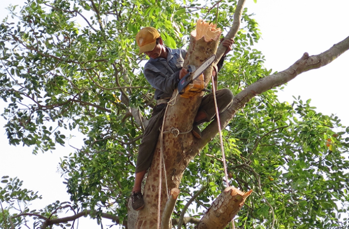 Hải Phòng rà soát cây phượng trong trường học - 2