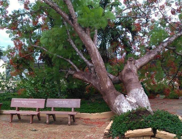 Cây phượng cổ thụ bật gốc tại trường Tiểu học ở Đồng Nai - 1