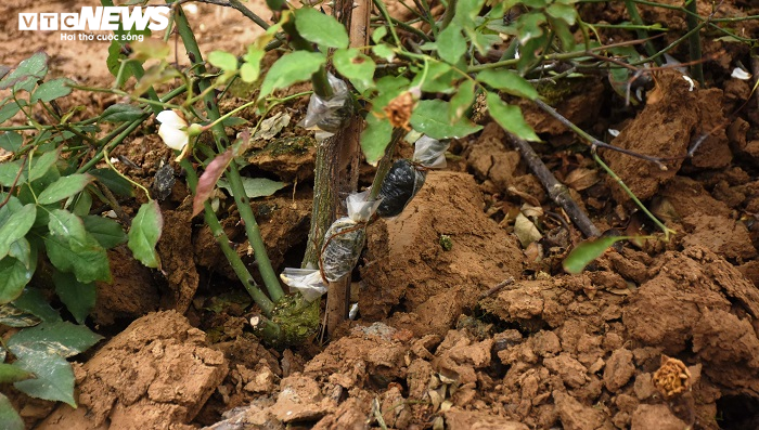 Ngắm hơn 10.000 gốc hồng cổ của nông dân đất Cảng - 11