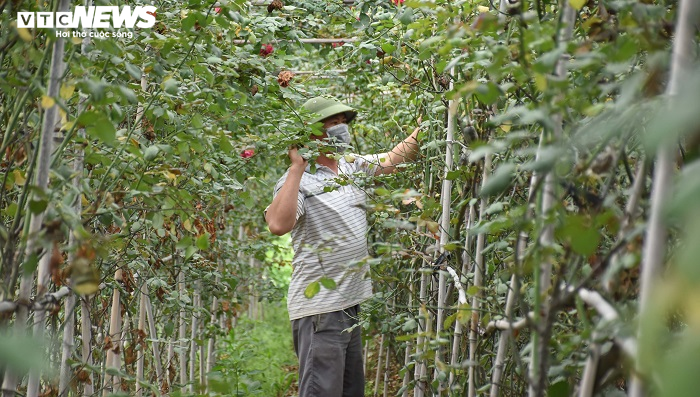 Ngắm hơn 10.000 gốc hồng cổ của nông dân đất Cảng - 1