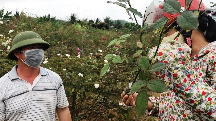 Ngắm hơn 10.000 gốc hồng cổ của nông dân đất Cảng - 13