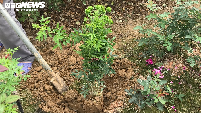 Ngắm hơn 10.000 gốc hồng cổ của nông dân đất Cảng - 6