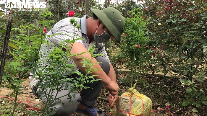 Ngắm hơn 10.000 gốc hồng cổ của nông dân đất Cảng - 7