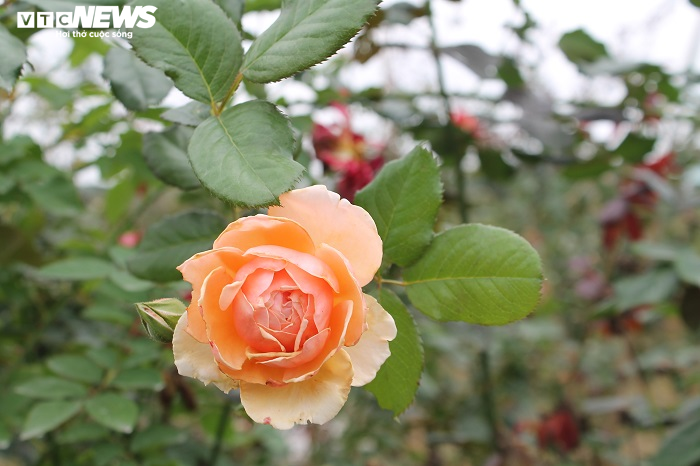 Ngắm hơn 10.000 gốc hồng cổ của nông dân đất Cảng - 8