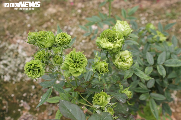 Ngắm hơn 10.000 gốc hồng cổ của nông dân đất Cảng - 12