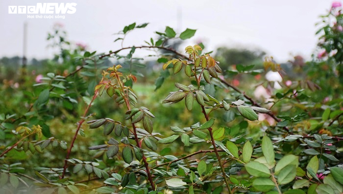 Ngắm hơn 10.000 gốc hồng cổ của nông dân đất Cảng - 9