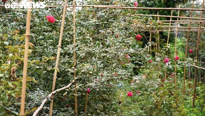 Ngắm hơn 10.000 gốc hồng cổ của nông dân đất Cảng - 5