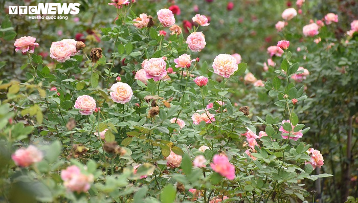 Ngắm hơn 10.000 gốc hồng cổ của nông dân đất Cảng - 10