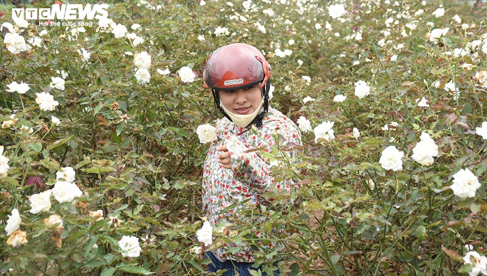 Ngắm hơn 10.000 gốc hồng cổ của nông dân đất Cảng - 2