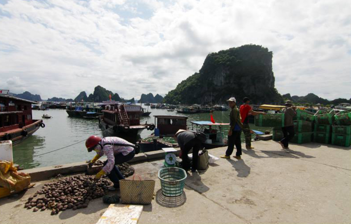 Hành trình đầy mê hoặc khám phá đảo Cô Tô - 1