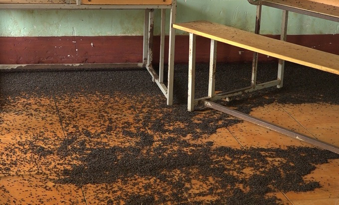 Bọ đen dày đặc ở trường học gây mùi hôi khó chịu, học sinh bị dị ứng - 1