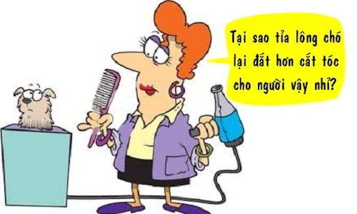 Vì sao tỉa lông chó đắt hơn cắt tóc? - 1