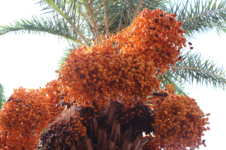 Ảnh: Ngất ngây với vườn chà là lớn nhất miền Tây - 3