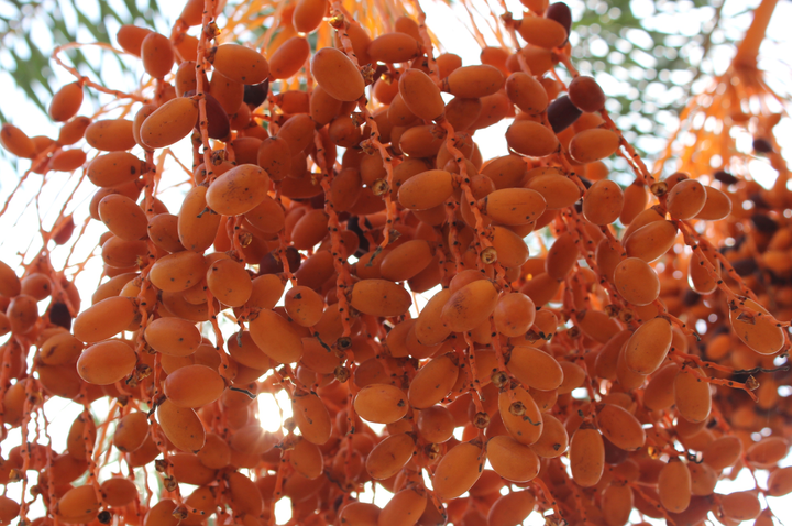 Ảnh: Ngất ngây với vườn chà là lớn nhất miền Tây - 4