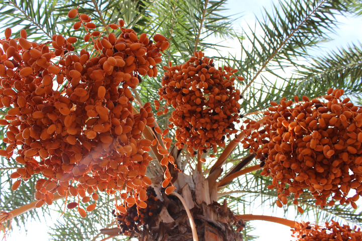 Ảnh: Ngất ngây với vườn chà là lớn nhất miền Tây - 5