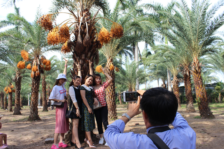 Ảnh: Ngất ngây với vườn chà là lớn nhất miền Tây - 2