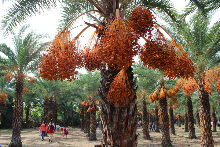 Ảnh: Ngất ngây với vườn chà là lớn nhất miền Tây - 1