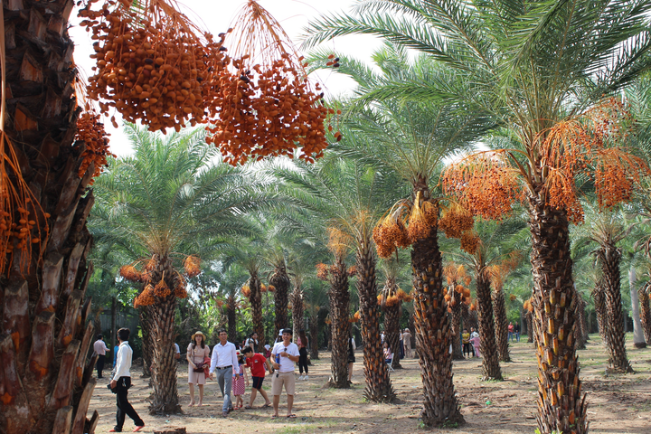 Ảnh: Ngất ngây với vườn chà là lớn nhất miền Tây - 6