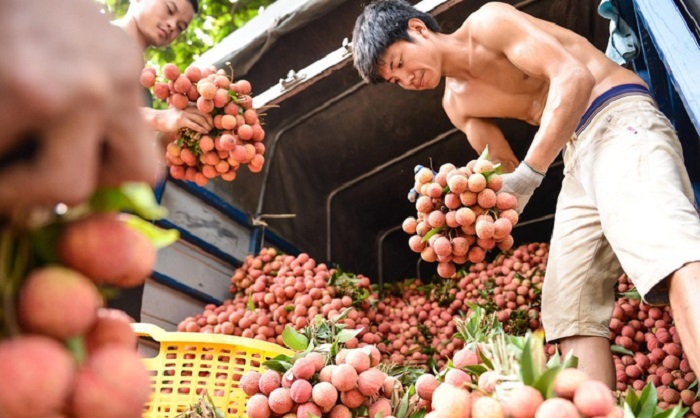 Lần đầu xuất khẩu vải thiều sang Nhật: Chuyên gia Nhật tới Việt Nam giám sát - 1