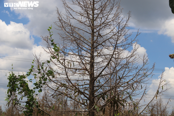 Ảnh: Nhiều nhà vườn miền Tây đứt ruột nhìn sầu riêng, chôm chôm chết héo - 2