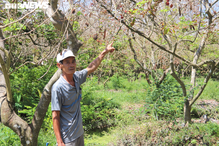Ảnh: Nhiều nhà vườn miền Tây đứt ruột nhìn sầu riêng, chôm chôm chết héo - 3