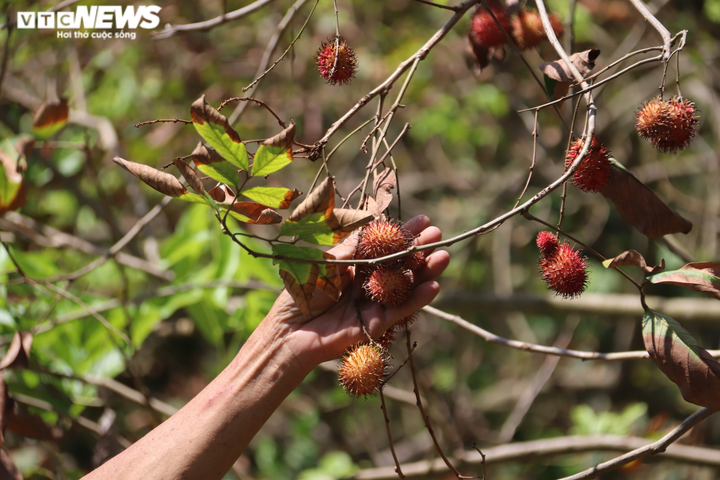 Ảnh: Nhiều nhà vườn miền Tây đứt ruột nhìn sầu riêng, chôm chôm chết héo - 4