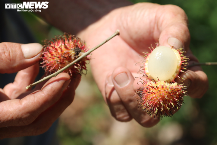 Ảnh: Nhiều nhà vườn miền Tây đứt ruột nhìn sầu riêng, chôm chôm chết héo - 5