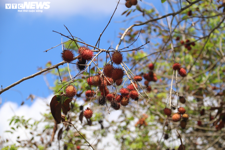 Ảnh: Nhiều nhà vườn miền Tây đứt ruột nhìn sầu riêng, chôm chôm chết héo - 7