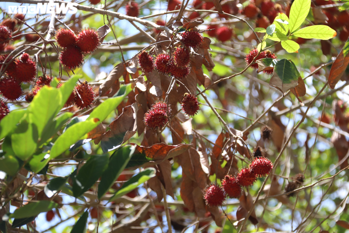 Ảnh: Nhiều nhà vườn miền Tây đứt ruột nhìn sầu riêng, chôm chôm chết héo - 6