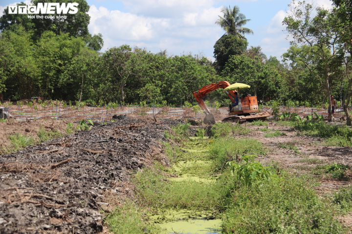 Ảnh: Nhiều nhà vườn miền Tây đứt ruột nhìn sầu riêng, chôm chôm chết héo - 9