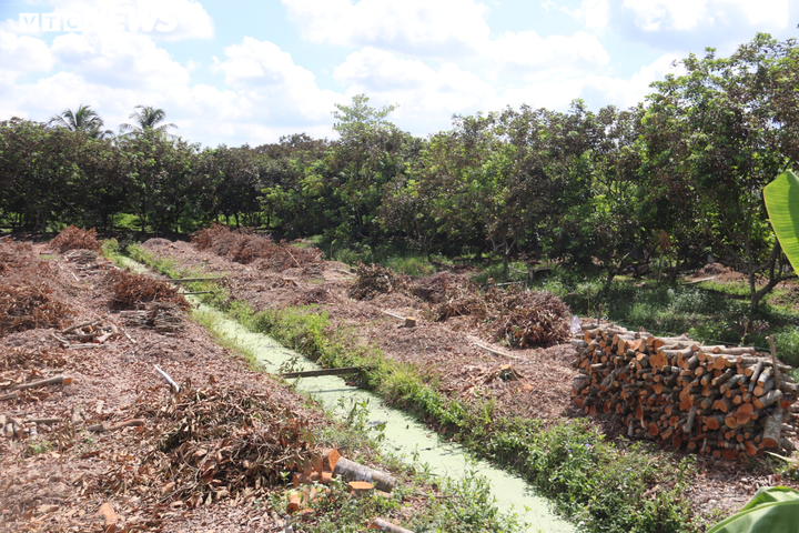 Ảnh: Nhiều nhà vườn miền Tây đứt ruột nhìn sầu riêng, chôm chôm chết héo - 8