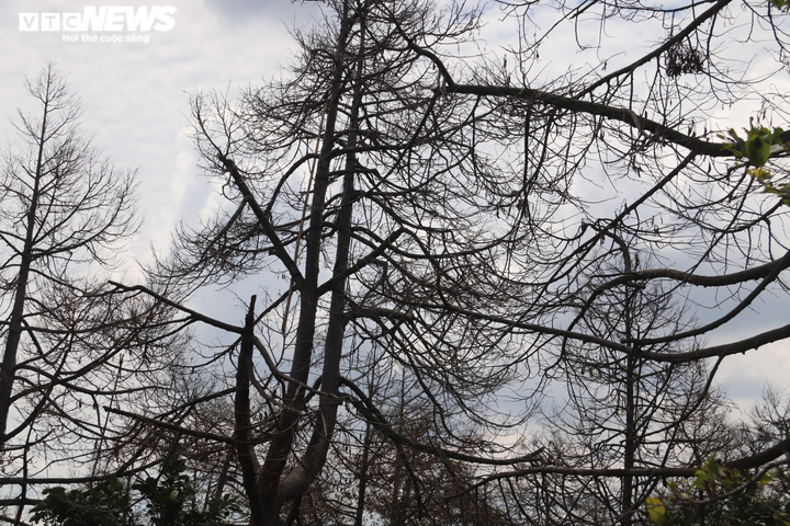 Ảnh: Nhiều nhà vườn miền Tây đứt ruột nhìn sầu riêng, chôm chôm chết héo - 11