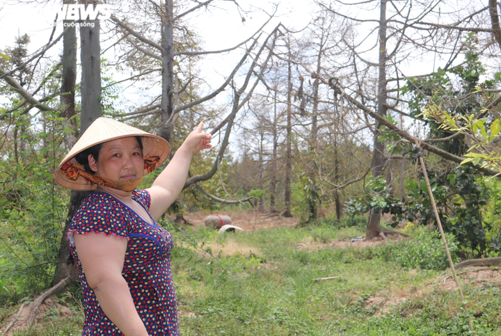 Ảnh: Nhiều nhà vườn miền Tây đứt ruột nhìn sầu riêng, chôm chôm chết héo - 12