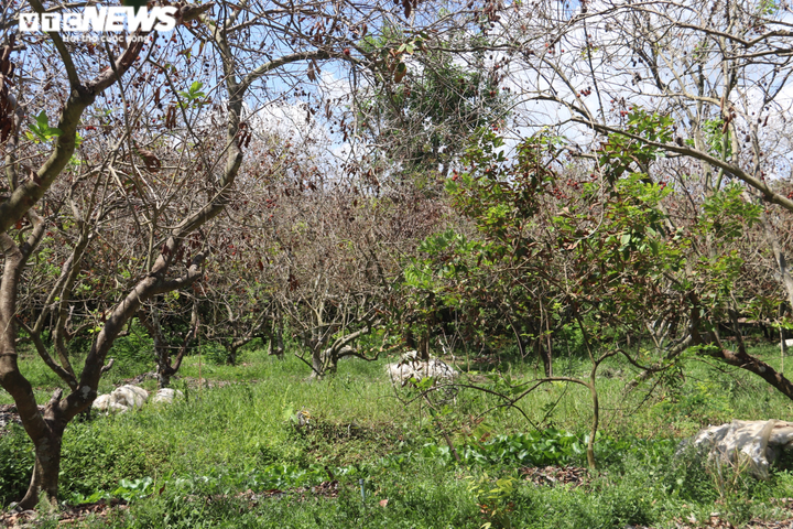 Ảnh: Nhiều nhà vườn miền Tây đứt ruột nhìn sầu riêng, chôm chôm chết héo - 1