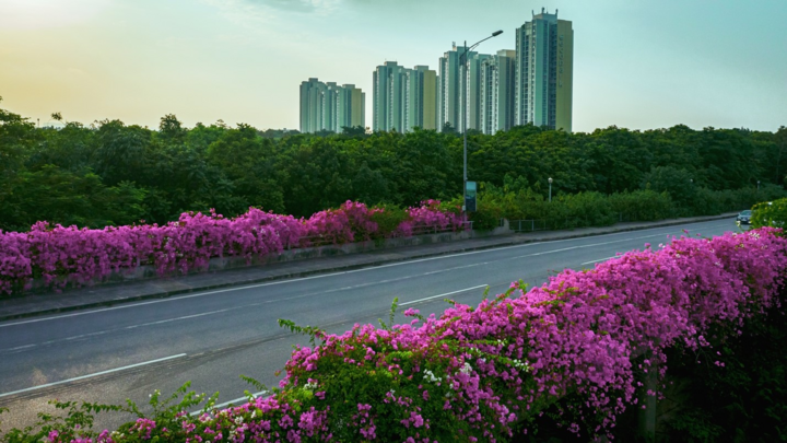 Vệt hoa giấy nhuộm tím một góc khu đô thị Ecopark - 1