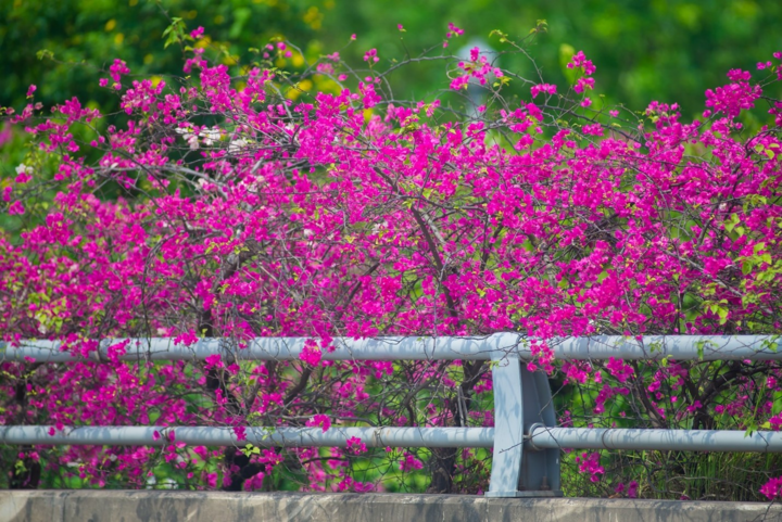 Vệt hoa giấy nhuộm tím một góc khu đô thị Ecopark - 4