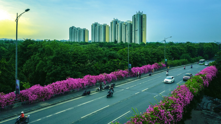 Vệt hoa giấy nhuộm tím một góc khu đô thị Ecopark - 6