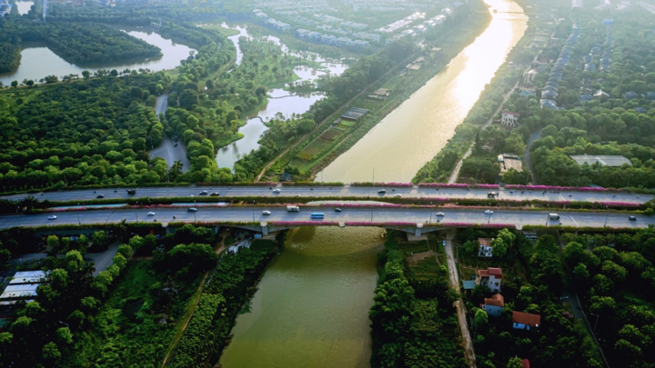 Vệt hoa giấy nhuộm tím một góc khu đô thị Ecopark - 8