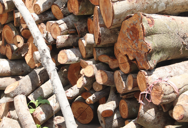 Hạn mặn lịch sử ở miền Tây: Chôm chôm, sầu riêng chết héo, nông dân khốn đốn - 2