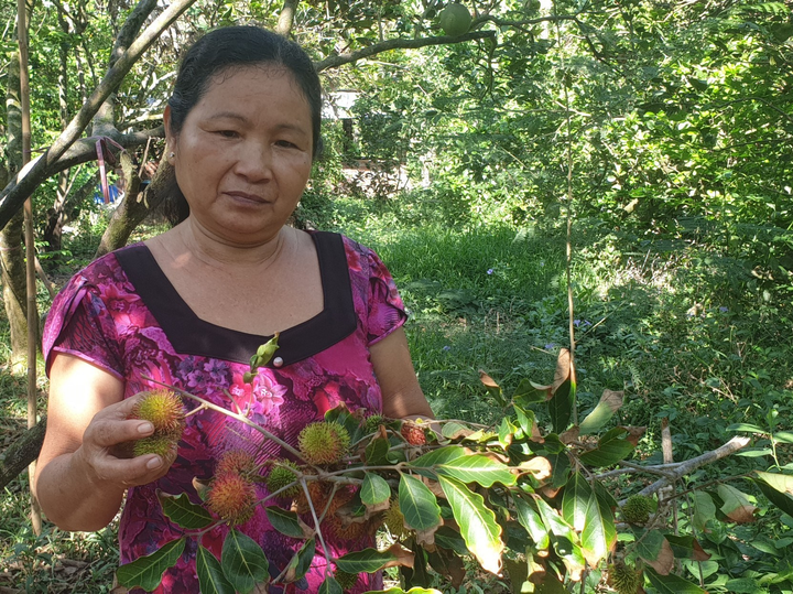 Hạn mặn lịch sử ở miền Tây: Chôm chôm, sầu riêng chết héo, nông dân khốn đốn - 4