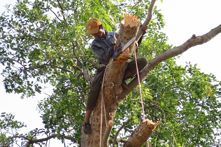Ảnh: Hàng loạt cây phượng bị chăng dây 'cách ly', cắt tỉa đến trụi cành lá - 8